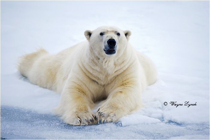 Polar Bear on Pack Ice 219 by Dr. Wayne Lynch &copy;